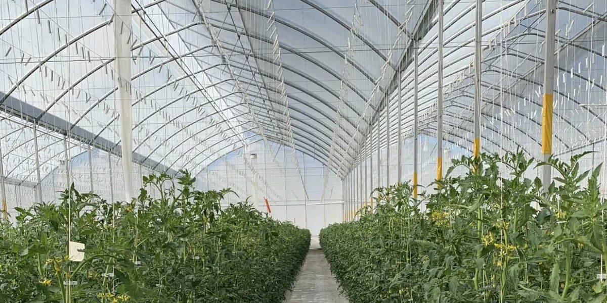 Interior de invernadero · Agrícola Don Memo, Jalisco.