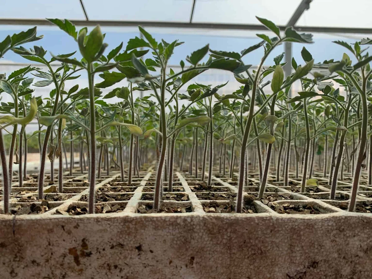 Plántulas de tomate en charolas dentro del invernadero de BELHER.